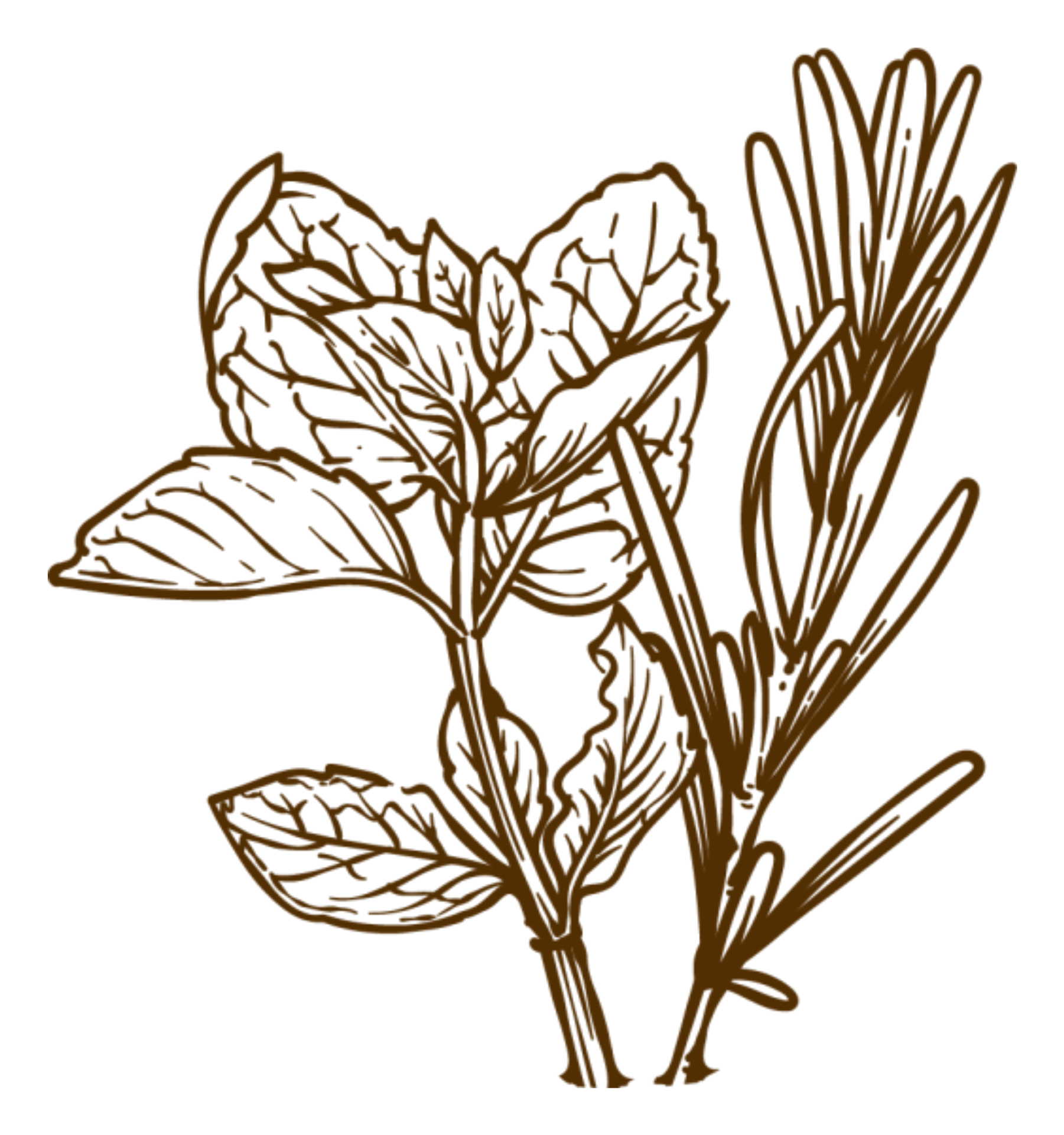 Botanical line drawing
